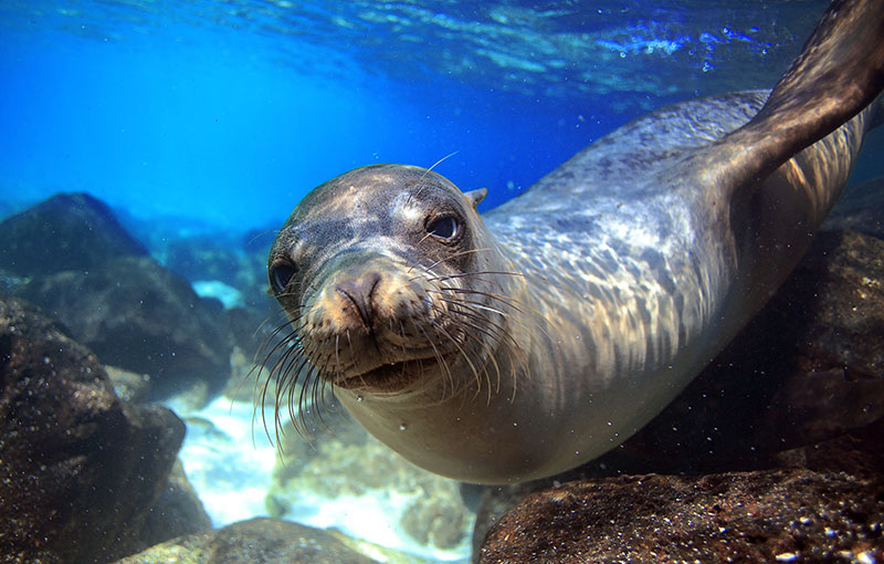 Galapagos, a 50+ destination